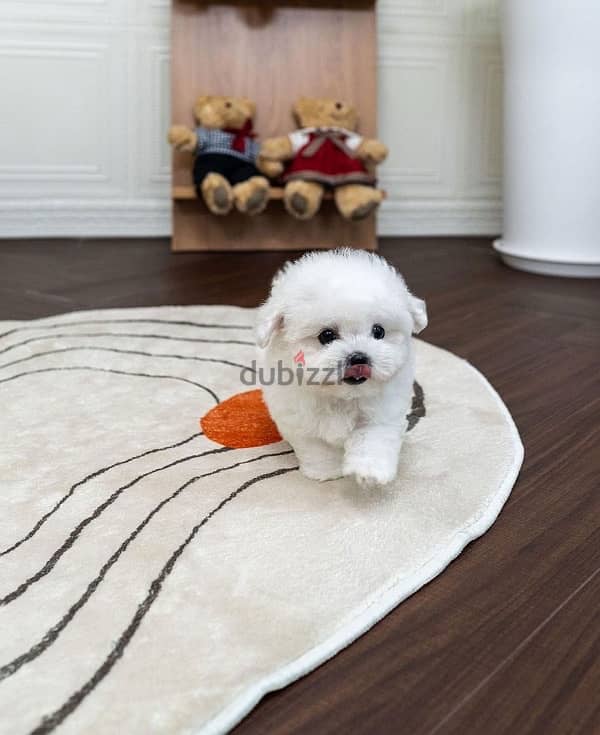 white Poodle for sale 1