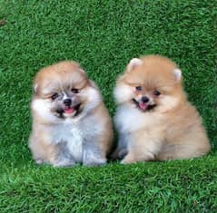 Male & Female Pomeranian for sale 0