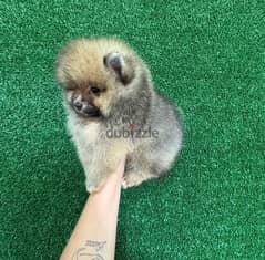 Male Pomeranian for sale 0