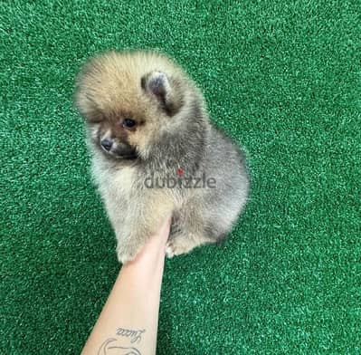 Male Pomeranian for sale