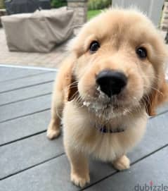 Male Golden retriever for sale 0