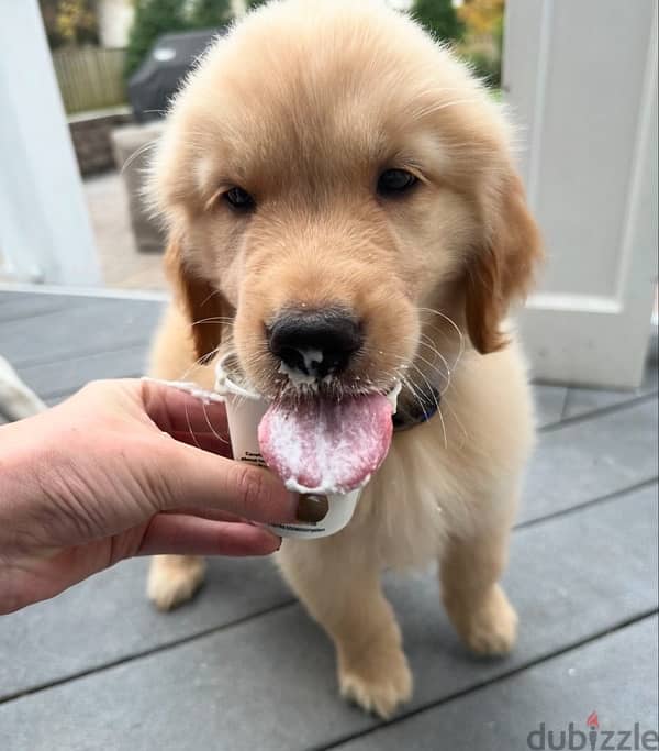 Male Golden retriever for sale 1