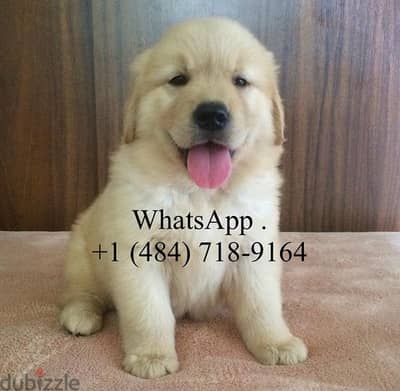 Golden retriever for sale