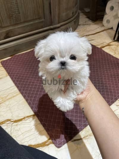 Maltese puppy for sale