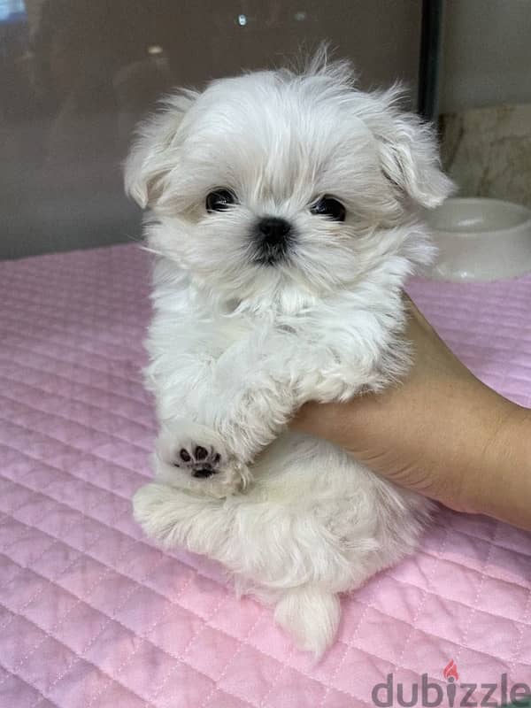 Maltese puppy for sale 1