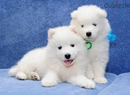 Samoyed Puppies //Whatsapp +971552543679