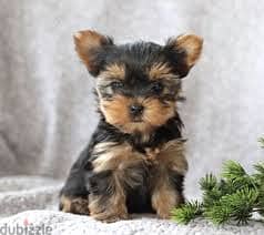 yorkshire terrier puppies// Whatsapp +971502618837