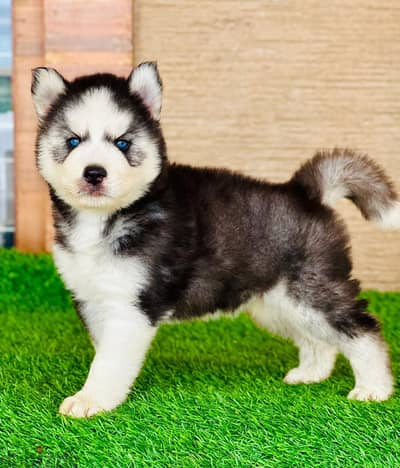 siberian Husky puppies //Whatsapp +971502618837