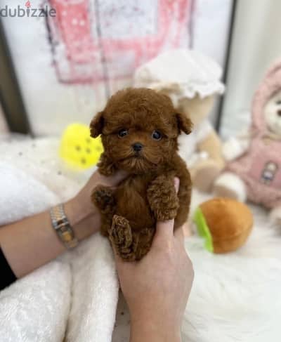 Tcup poodle for sale