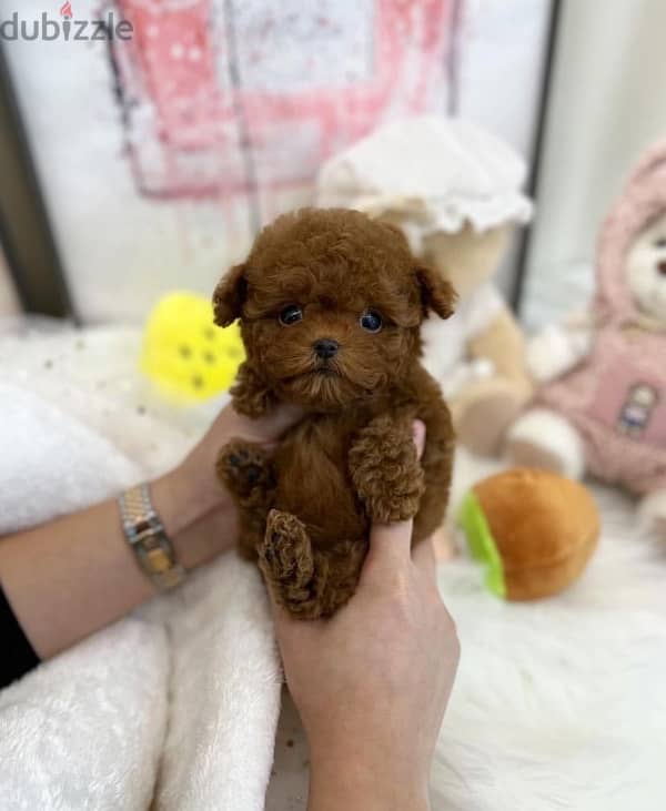 Tcup poodle for sale 0