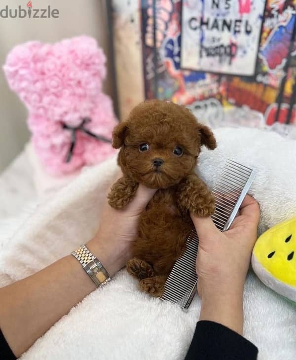 Tcup poodle for sale 1