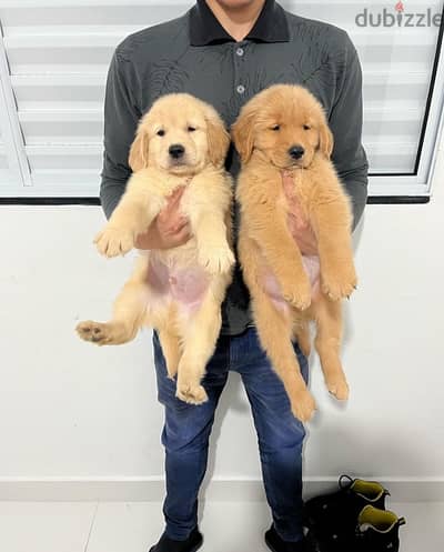 Golden retriever for sale