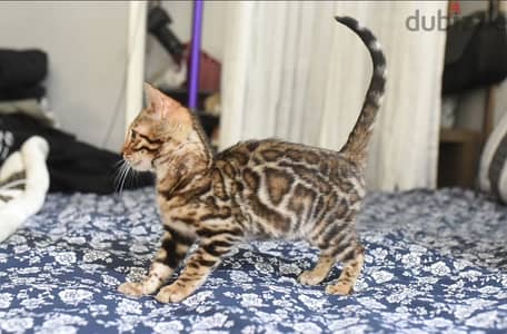 Bengal