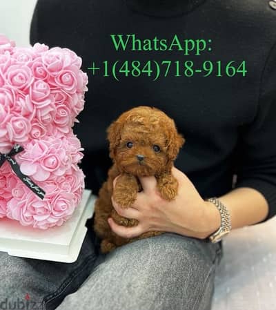 Tcup Poodle for sale