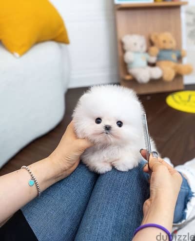 Intelligent Pomeranian for sale