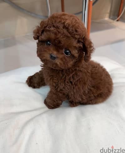 Perfect Poodle for sale . WhatsApp me +1 (908) 768‑4279