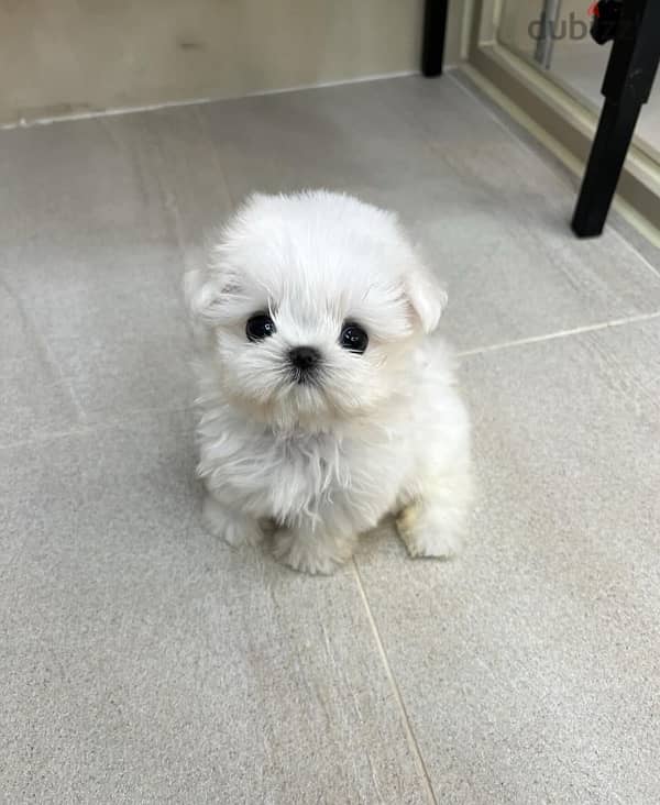 White perfect poodle for sale 0