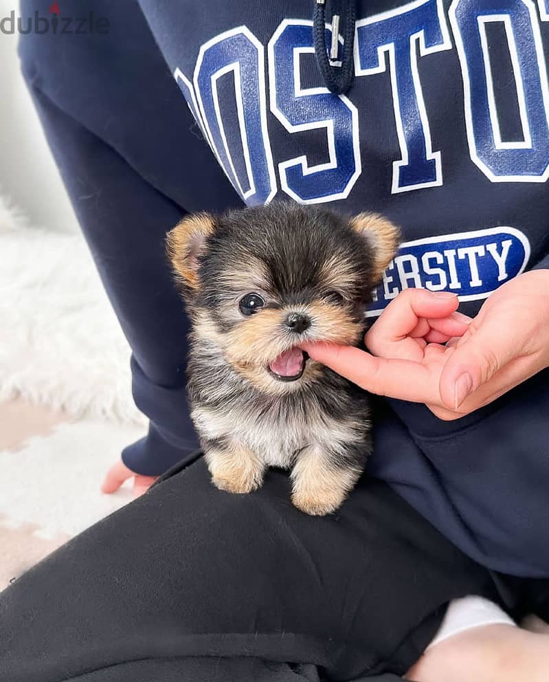 Adorable Yorkie puppy for sale 0