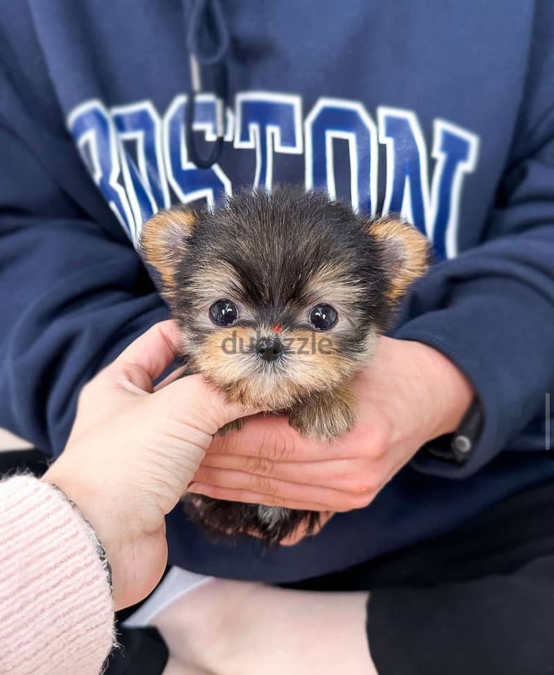 Adorable Yorkie puppy for sale 1