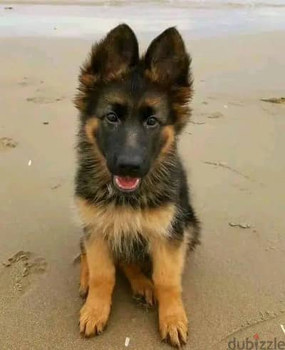 German Shepherd// Whatsapp +971552543679