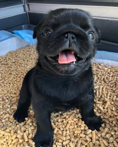 Pug