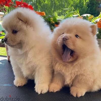 Chow chow puppies// Whatsapp +97455937699