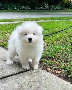 Samoyed puppies// Whatsapp +97455937699 0