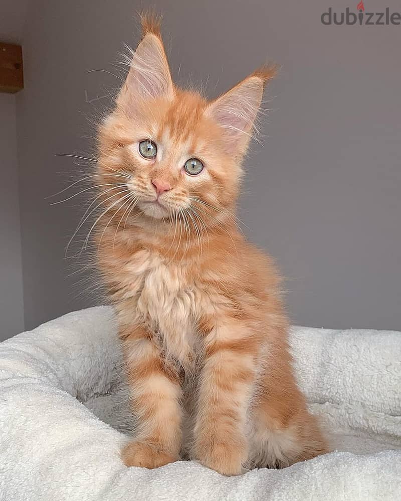 Maine Coon Kittens// Whatsapp +97455792932 0