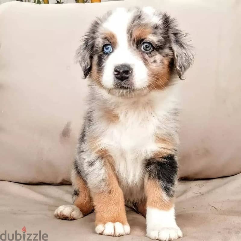 Australian shepherd // Whatsapp +971502618837 0