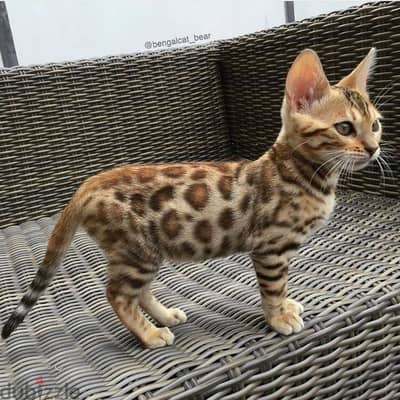 Bengal