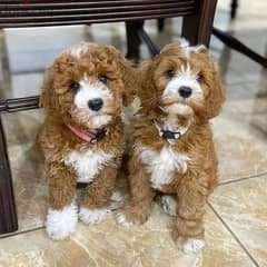 Cavapoo Puppies// Whatsapp +97455792932 0