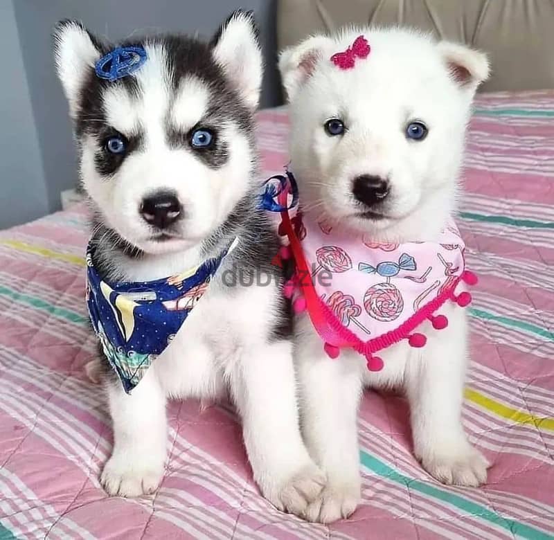 Siberian Husky puppies// WhatsApp +97455937699 0