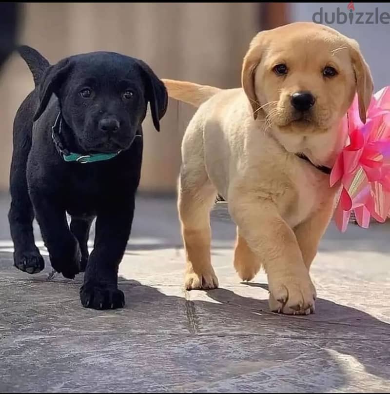 Labrador puppies//  WhatsApp +97455937699 0