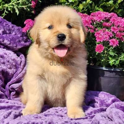 Male Golden Retriever for sale