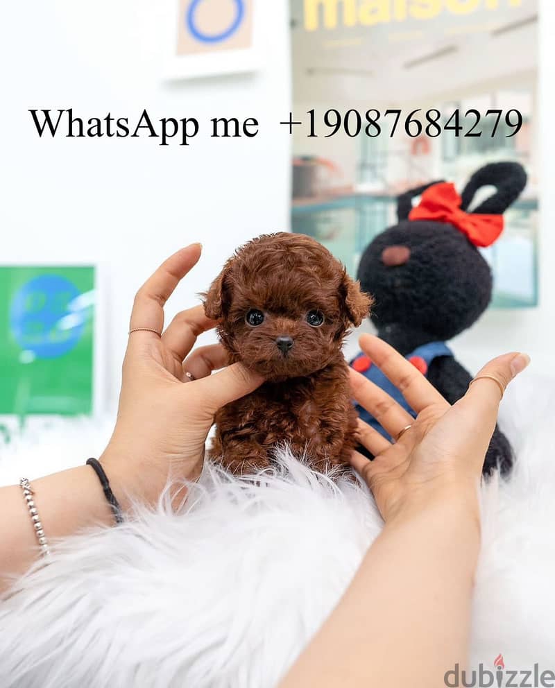 ‬ Poodle  puppy For Sale.   WhatsApp me +1 (908) 768‑4279 0