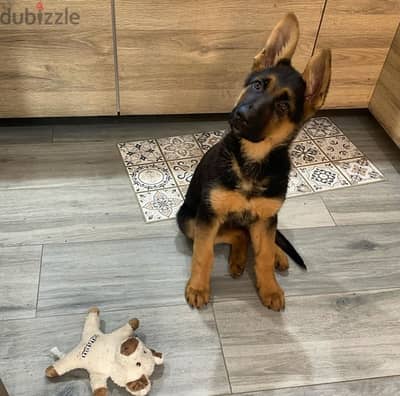 German Shepherd  for sale