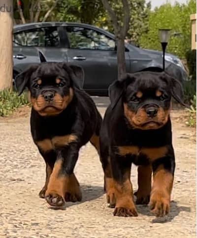 Rottweiler puppies// Whatsapp +97455792932