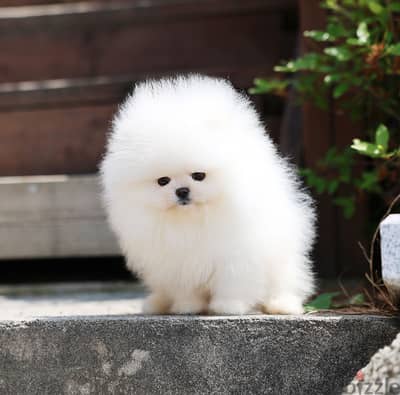 Pomeranian Puppies// Whatsapp +97455792932