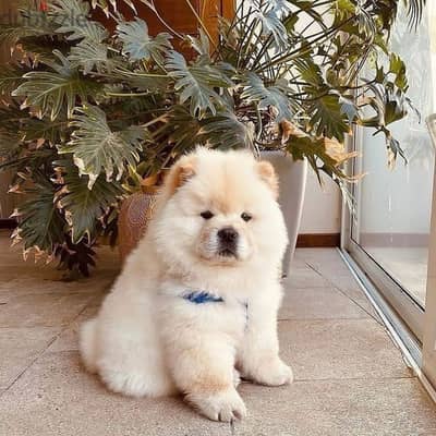 Chow Chow puppies// Whatsapp +97455792932