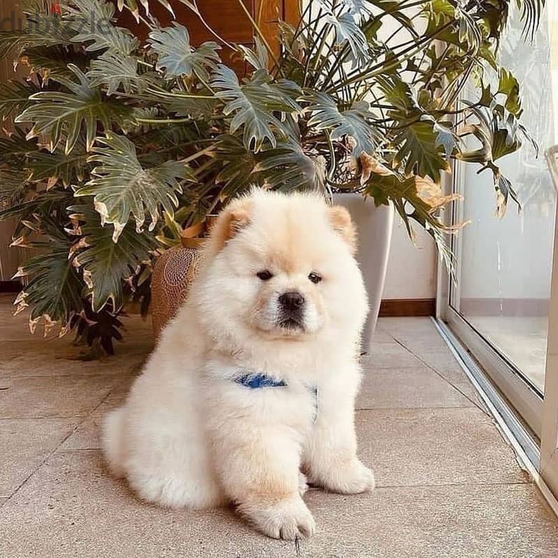 Chow Chow puppies// Whatsapp +97455792932 0