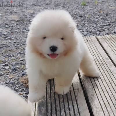 Samoyed puppies// Whatsapp +97455792932