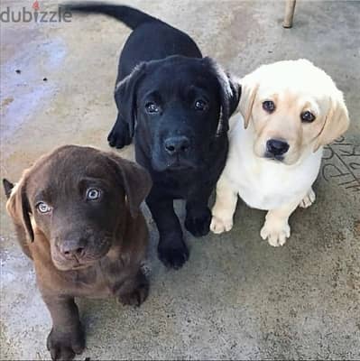 Labrador puppies// Whatsapp +97455792932