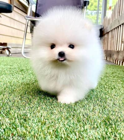 Pomeranian