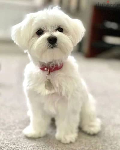 Maltese