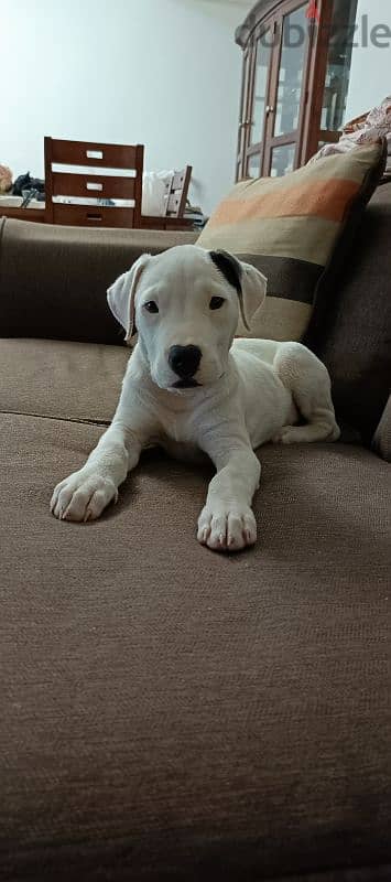 Dogo Argentino 0