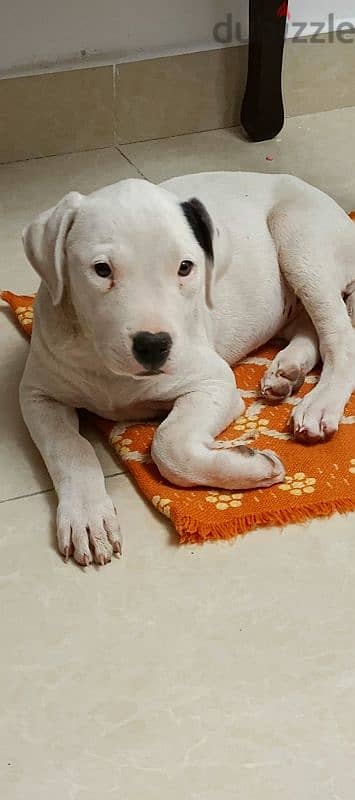 Dogo Argentino 1