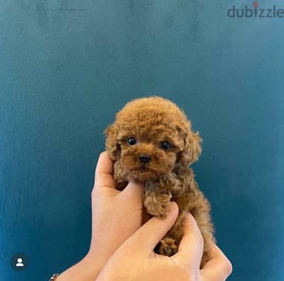 mini poodle for sale