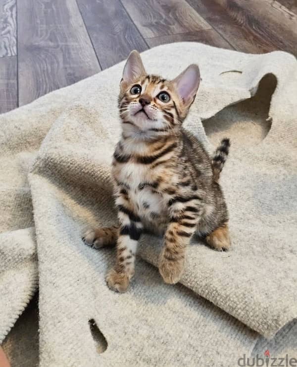 Female Bengal for sale 1