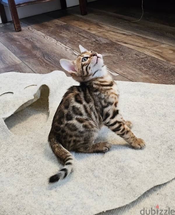 Female Bengal for sale 2