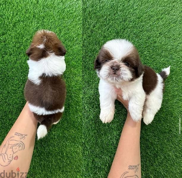 Male Shitzu puppy for sale 0